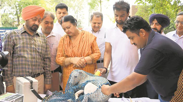 Chandigarh: Mayor inaugurates anti-rabies vaccination camp ...