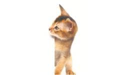 domestic cat, cat origin, modern domestic cats, wildcats, origin of cats, turkey, egypt, india news, indian express