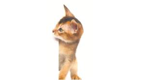 How the pet cat conquered Earth