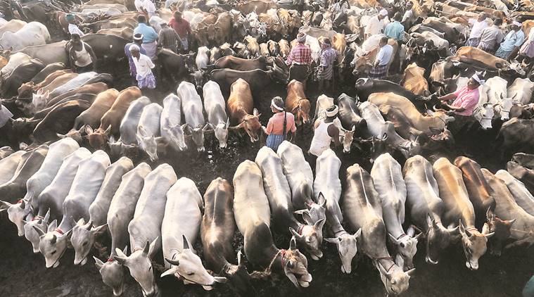 kerala, kerala cattle sale, cattle sale, cattle business, cow sale, cow ban, cow slaughterhouse, Vaniamkulam market, indian express news, india news