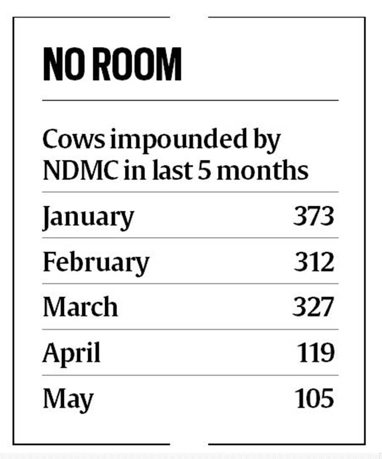 gaushala, cow shelter, over crowded gaushala, gau rakshak, cattle slaughter, cow news
