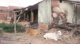 jharkhand man beaten up, jharkhand man attack, cow, dead cow, Giridih cow dead,