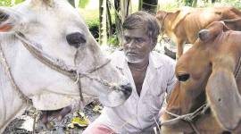 bengal lynching, lynching in bengal, cattle thieves, cow smuggling, cow protection, north dinajpur, muslim youths, india news, indian express