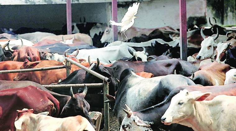 cow slaughter, ransacking shops over cow slaughter, Hindu groups, shimla news, men booked for ransacking shops, indian express