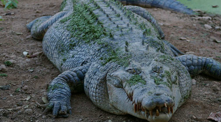 Crocodile fossil roughly 66 million years old found in China ...