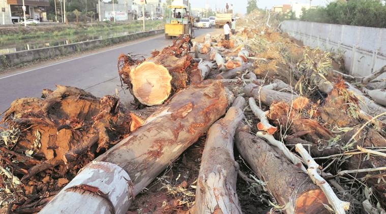 Himachal Pradesh HC, Himachal Pradesh HC on illegal felling of trees, Himachal Pradesh deforestaion, deforestation, indian express news 