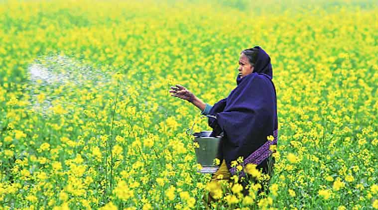Goods and Service Tax, GST, fertiliser GST, pesticide GST, GST regime, fertilizer tax, GST rate schedule, indian express news, india news, business news, economy