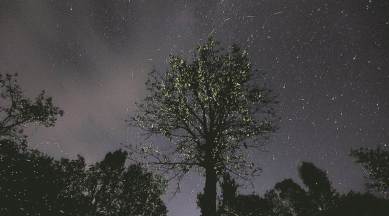 fireflies, fireflies festival, Bhandardhara, Bhandardhara festival, maharashtra fireflies festival, maharashtra news, indian express news