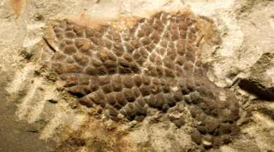 Tyrannosaurus rex, hard armour like skin, Wyrex T Rex, skin impression investigation, late Cretaceous period , large bodied forms, Science, Science news