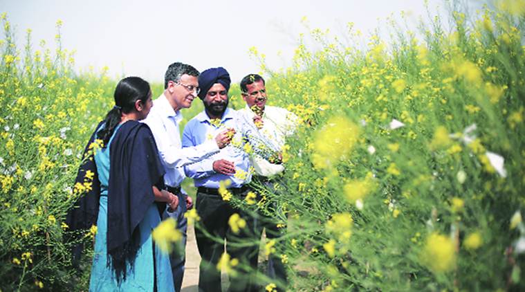 Genetically Modified Crops, GM Mustard