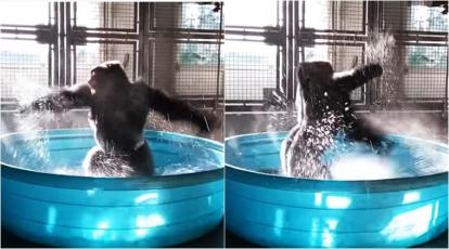 Juno the Beluga, Zola the Gorilla, More Musical Mammals: Watch Video