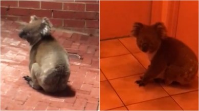 WATCH: Koala casually strolls in restaurant; stuns and amuses diners |  Trending News,The Indian Express