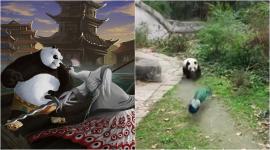 panda, kung fu panda, po vs lord shen fight, panda vs peacock fight, cute panda videos, panda videos, viral videos, trending videos, cute animal videos, indian express