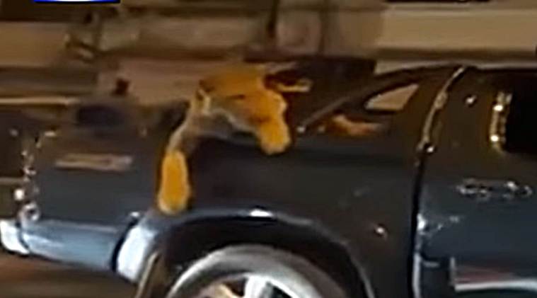 lion video, lion in karachi streets, karachi lion, lion on streets, pakistan lion, pakistan news, world news