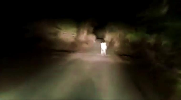 asiatic lion cub, asiatic lion, asiatic lion cub video, asiatic lion cub chased, car chases asiatic lion cub, viral videos, indian express, indian express news