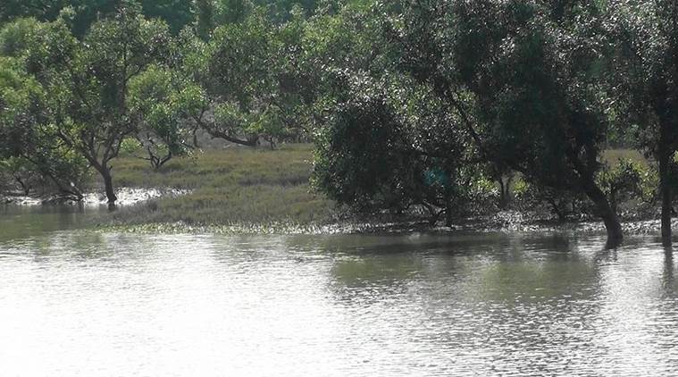 Sunderbans, Sunderban protection, BSF Sunderban protection, Mangrove Protection, Indian express