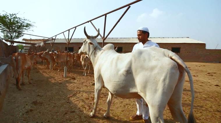 Gaurakhshaks, cow slaughter, cow, cow in India, meo muslims, cattle rearing, cattle slaughter, cattle in India. cattle laws in india, cow vigilante groups, Pehlu Khan, cow worship in Hindus, Mewat, Mewat Muslims, Pehlu Khan, cow as national animal of India, cow as national animal, India news, Indian Express