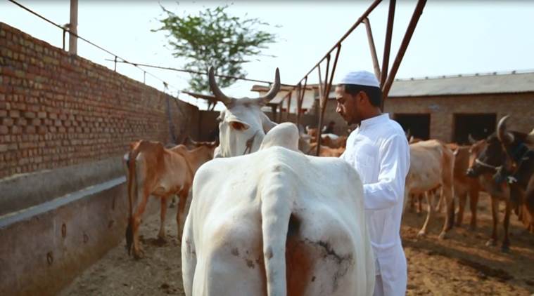Gaurakhshaks, cow slaughter, cow, cow in India, meo muslims, cattle rearing, cattle slaughter, cattle in India. cattle laws in india, cow vigilante groups, Pehlu Khan, cow worship in Hindus, Mewat, Mewat Muslims, Pehlu Khan, cow as national animal of India, cow as national animal, India news, Indian Express