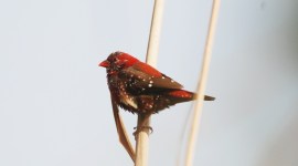 munia Munias