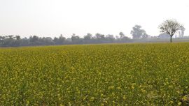 GM mustard, farmers, technology for farmers, Indian farming methods, Barnase-Barstar-Bar technology