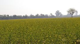 GM mustard, farmers, technology for farmers, Indian farming methods, Barnase-Barstar-Bar technology