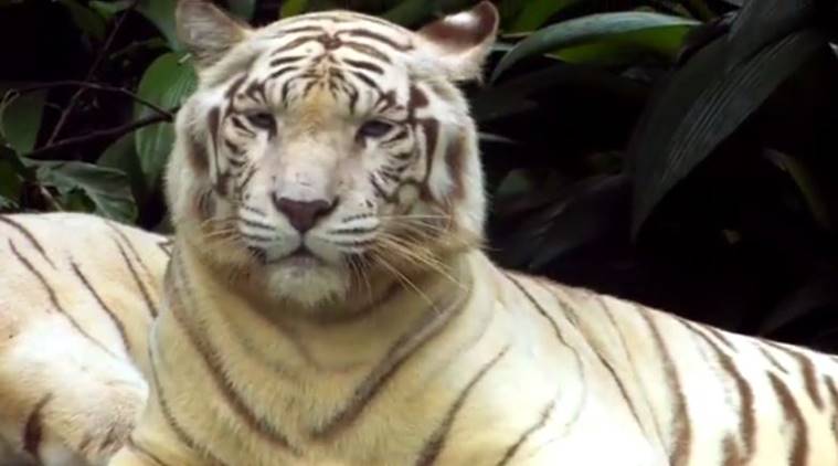 White tiger cubs maul keeper to death in India