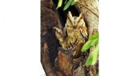 owl, wildlife, nature, forest, jungle, wild animals stories, owls at night, life of an owl, indian express, indian express news
