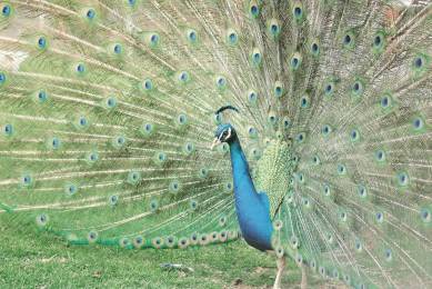 Peacock feathers look amazing under microscope in viral clip