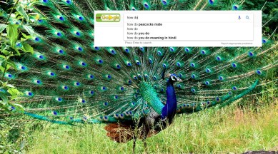 Here's how peacocks mate, with video proof | Trending News,The Indian Express Here's how peacocks mate, with video proof | Trending News,The Indian Express