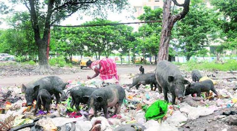 Champhai, Mizoram, outbreak of disease, swine fever, pigs and piglets, sick pigs, dying pigs, disease, animal husbandry, India news, indian express