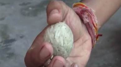 Plastic rice, rice, Haldwani plastic rice, plastic rice sale, Telangana