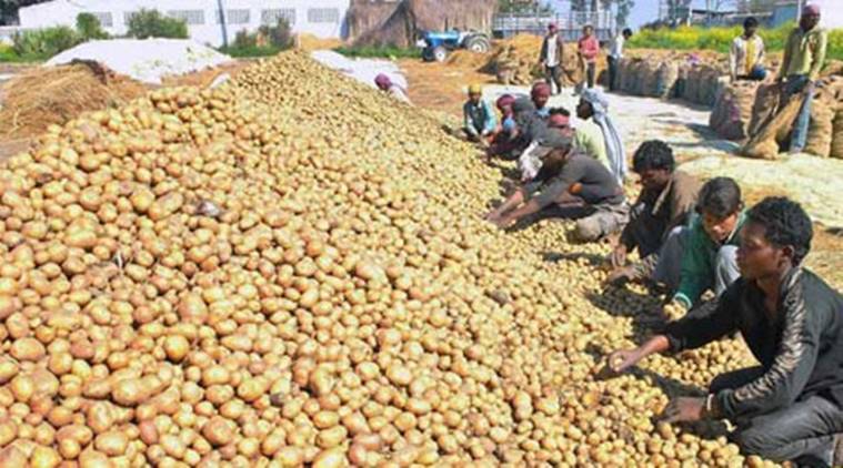 potato farmers, gujarat farmers, farmers, gujarat agriculture, farm buffer, farm storage, crop storage, barc, gujarat news