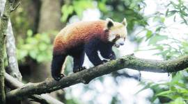 Darjeeling indefinite strike, Darjeeling agitation, Darjeeling zoo, behavioural study of animals in Darjeeling zoo, Darjeeling zoo food supply, indian express news