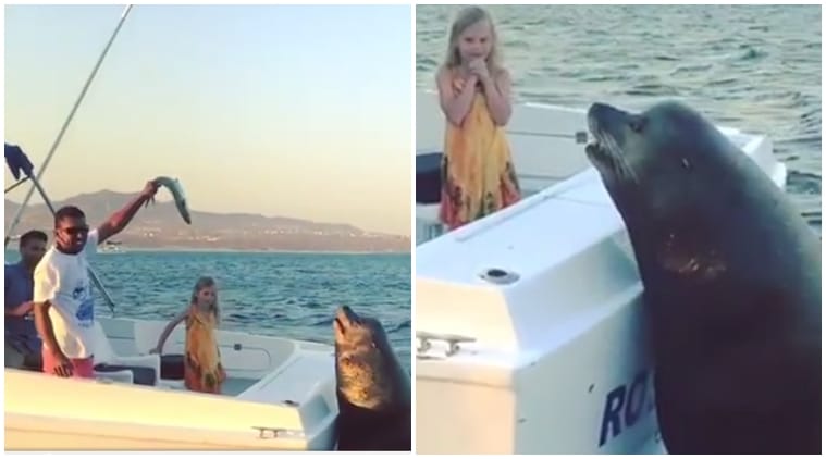 WATCH Hungry sea lion wants his fish and clings on to a boat till