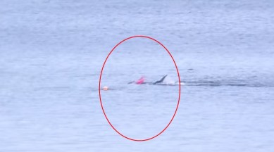 WATCH: After horrific shark attack, man's miraculous escape will fill you  with courage | Trending News,The Indian Express
