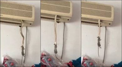 snake, snake videos, viral videos, snake eating rat, snake in AC