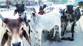 kunwar pushpesh singh chandel, bjp lawmaker, bundelkhand bjp lawmaker, bundelkhand bjp mp, stray cattle, issue of stray cattle, india news, Indian Express