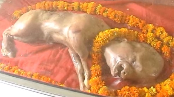 cow god, cow vishnu avatar, cow avatar muzaffarnagar, dead calf lord vishnu, up dead calf vishnu avatar, indian express, indian express news