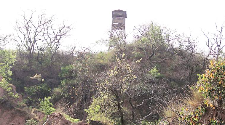 Berwala Bird Safari forest, Punjab news, Punjab wildlife news, Punjab wildlife news, India news, National news, Latest news 