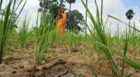 woman farmer759 Monsoon, drought hit areas, drought-affected areas, Central team report, Indian Express