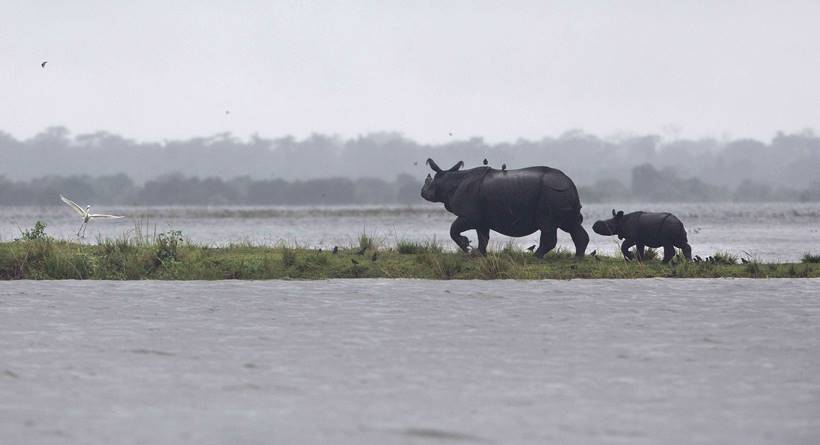 Assam floods, assam monsoon, assam flood deaths, guwahati floods, assam news