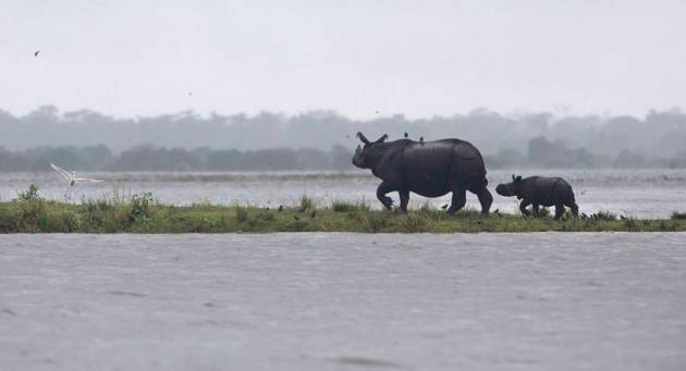 Assam floods, assam monsoon, assam flood deaths, guwahati floods, assam news