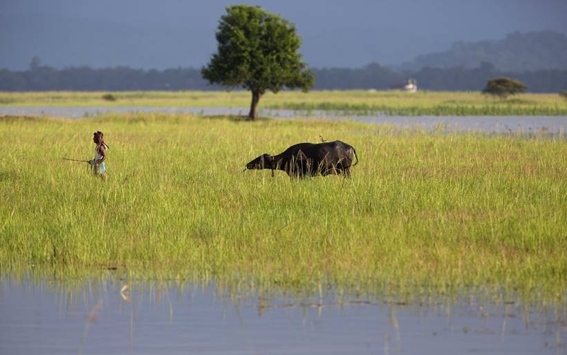 Assam floods, assam monsoon, assam flood deaths, guwahati floods, assam news
