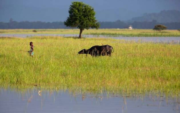 Assam floods, assam monsoon, assam flood deaths, guwahati floods, assam news