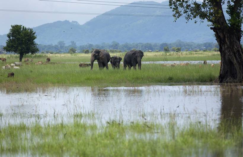 Assam floods, assam monsoon, assam flood deaths, guwahati floods, assam news
