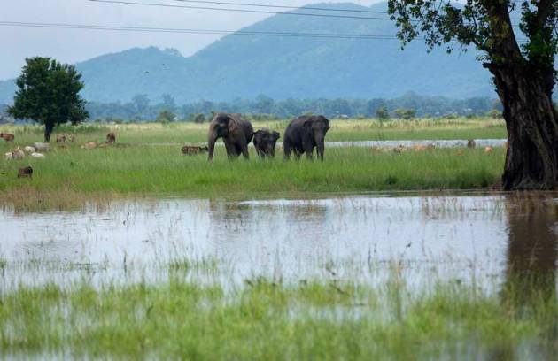 Assam floods, assam monsoon, assam flood deaths, guwahati floods, assam news