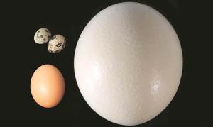 Why bird eggs aren’t all egg-shaped