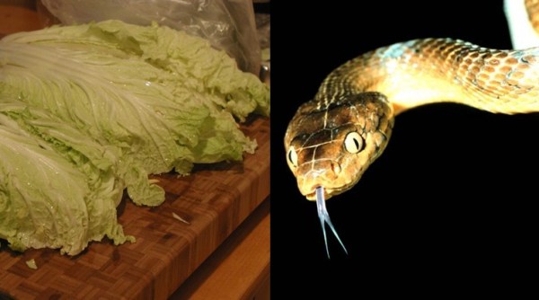 insects in cabbage, harmful effects of having cabbage, dangers from snakes, Indian Express, Indian Express News