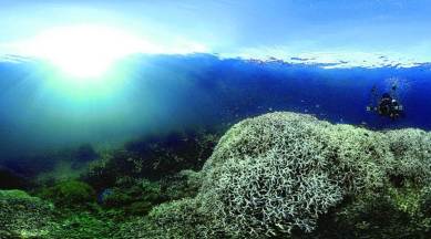 Bleaching on Great Barrier Reef more widespread than ever