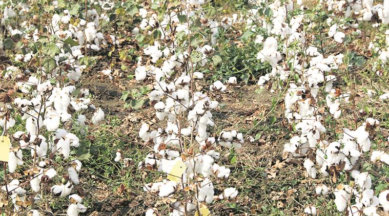  cotton harvest, cotton prices, cotton growth, what ails the farmers, genetically modified cotton, cotton msp, maharashtra